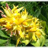 fleur gentiane jaune association gentiana lutea